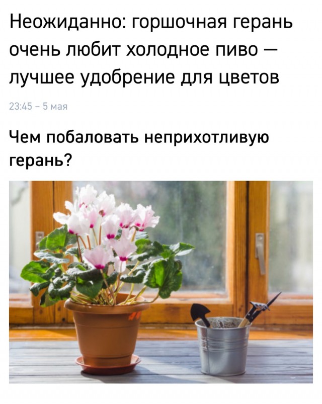 Знаете, я и сам своего рода горшочная герань