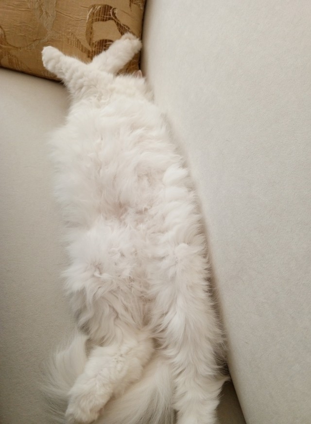 Это что, котовторник?