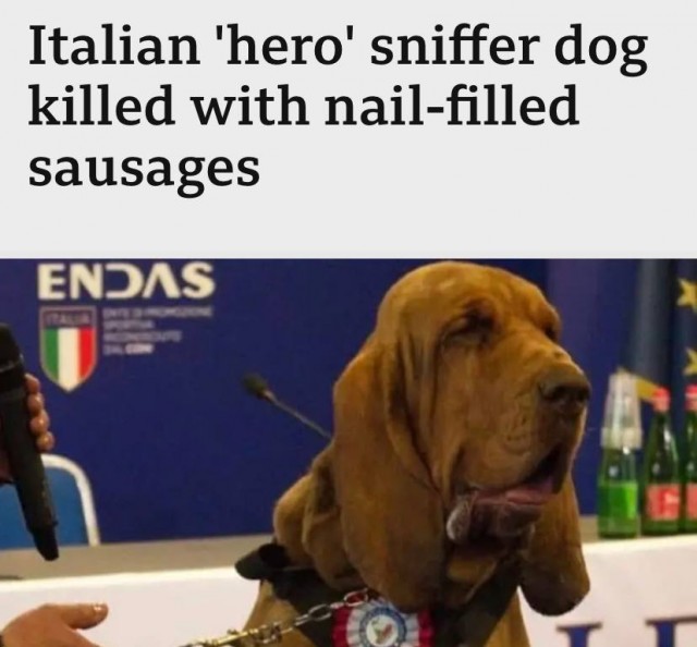 В Италии мафия расправилась со знаменитым полицейским псом Бруно