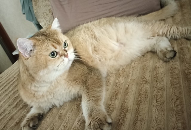 Котовторник керамический