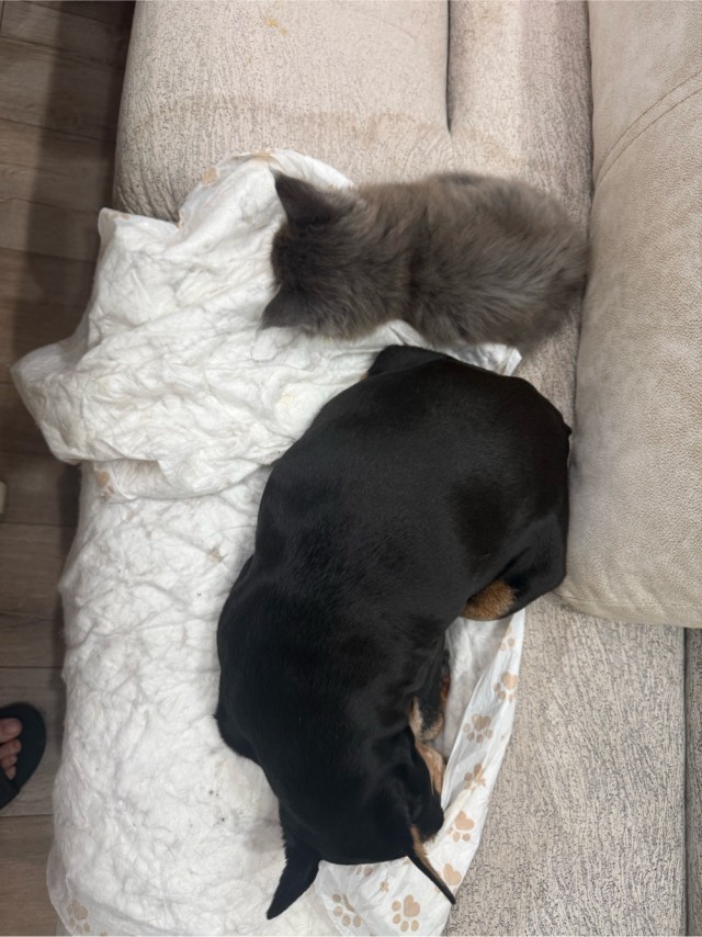 Котовторник вроде бы. Тоже присоединяюсь к рабам кошачьих.