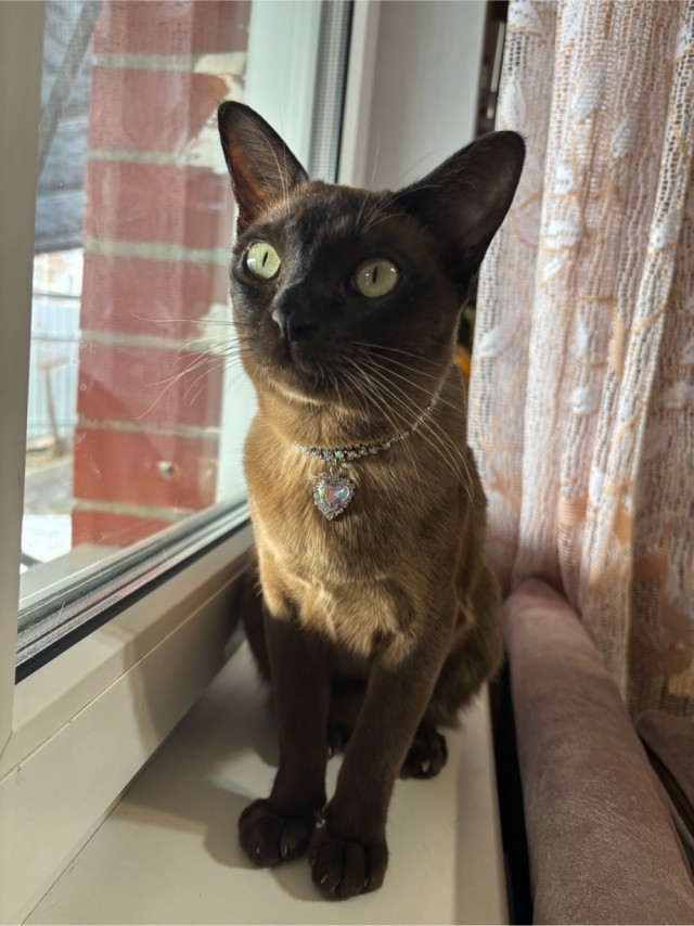 Котовторник. Где коты? Мой вот!