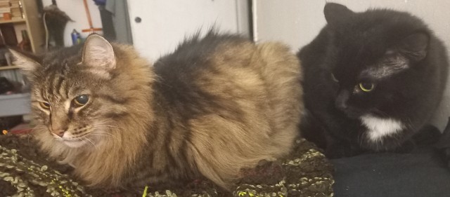 К котовторнику)