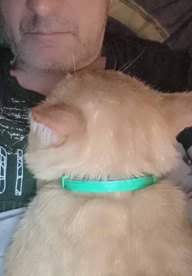 Котиков любят все.