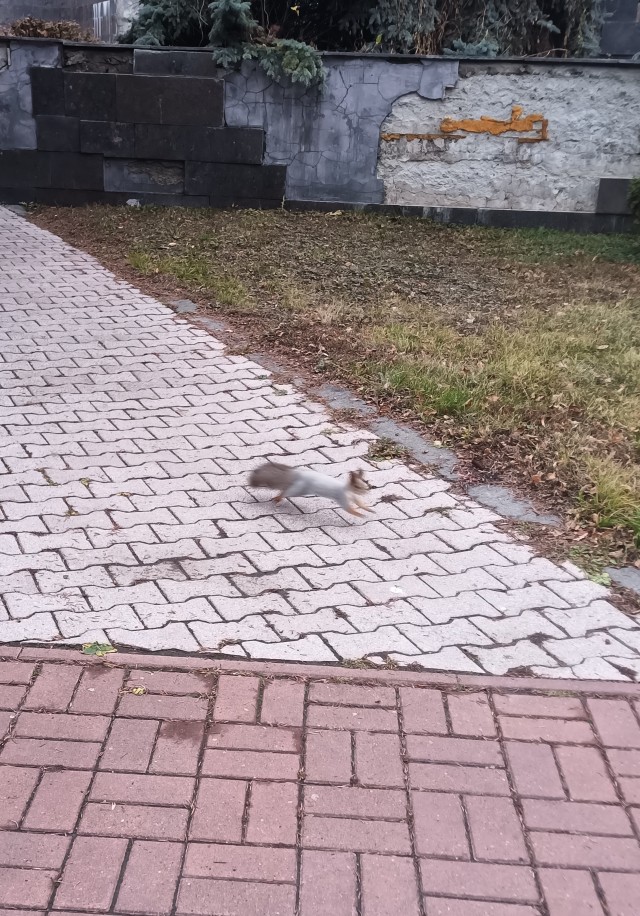Белочка