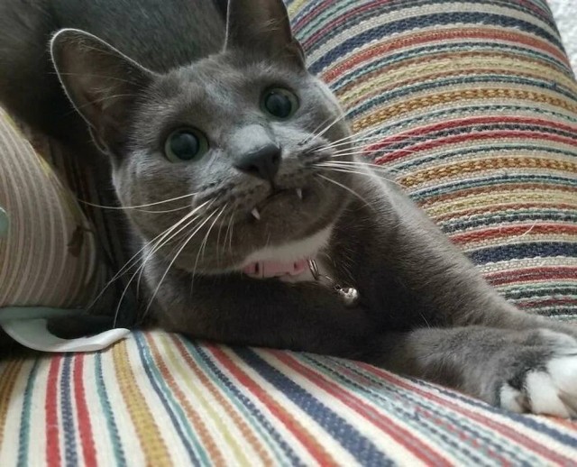 Чутка кошек