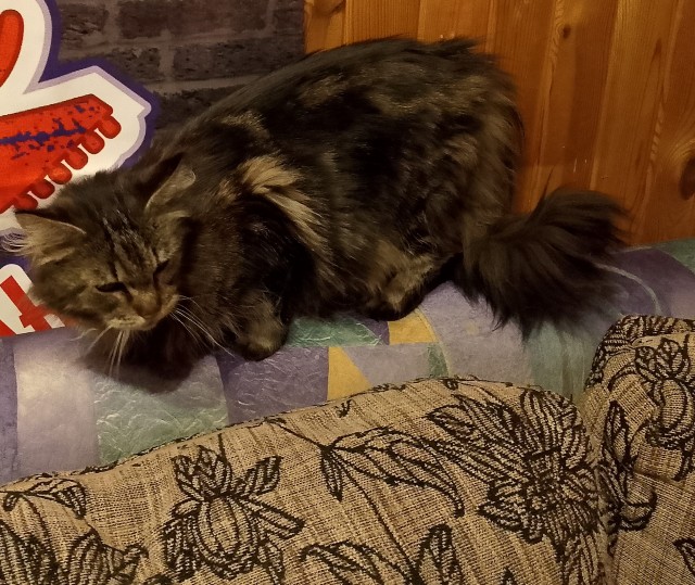 Котейка, хорошая