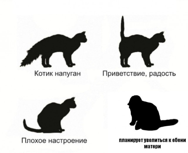 Язык кошачьего хвоста