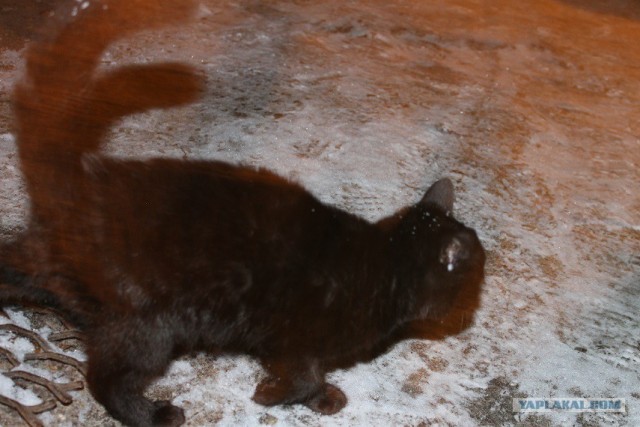 Девушка каждый день кормила бездомную кошку, а когда та родила единственного котёнка, то вежливо попросила забрать его