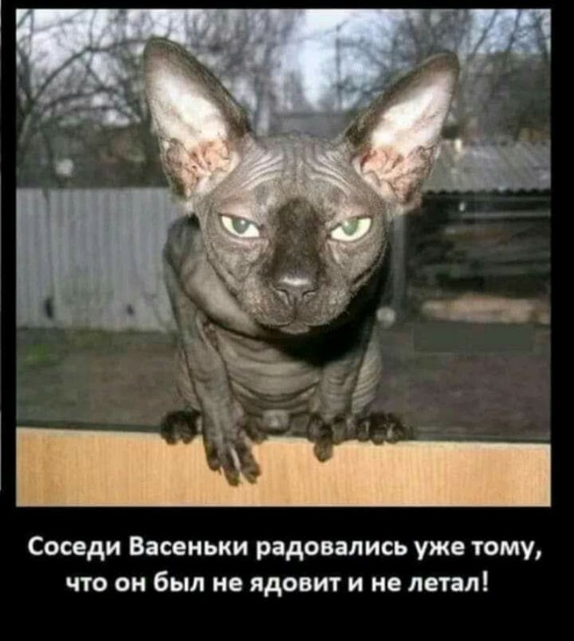 Вот и хозяин в доме появился