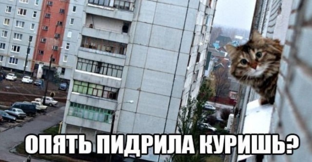 Картинки для деградации 222 (разной степени свежести)
