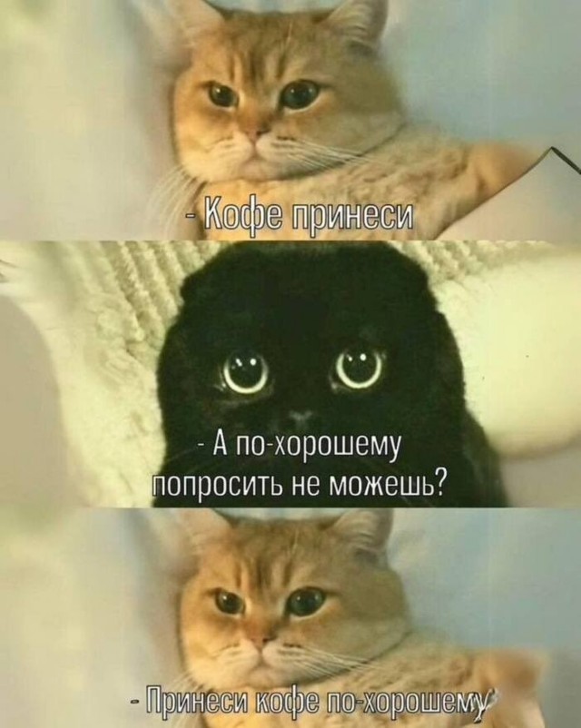 мемчики