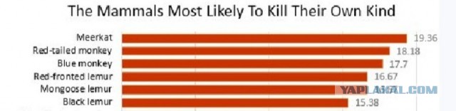 Сурикаты: Более жестокие, чем люди. 20% гибнет в драках и войнах каждый год. Для них это норма