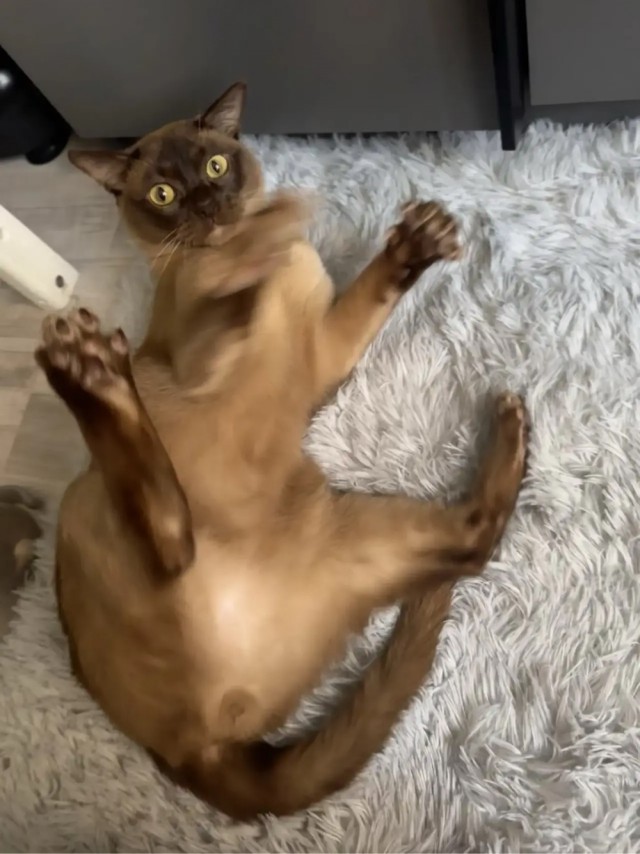 Котовторник