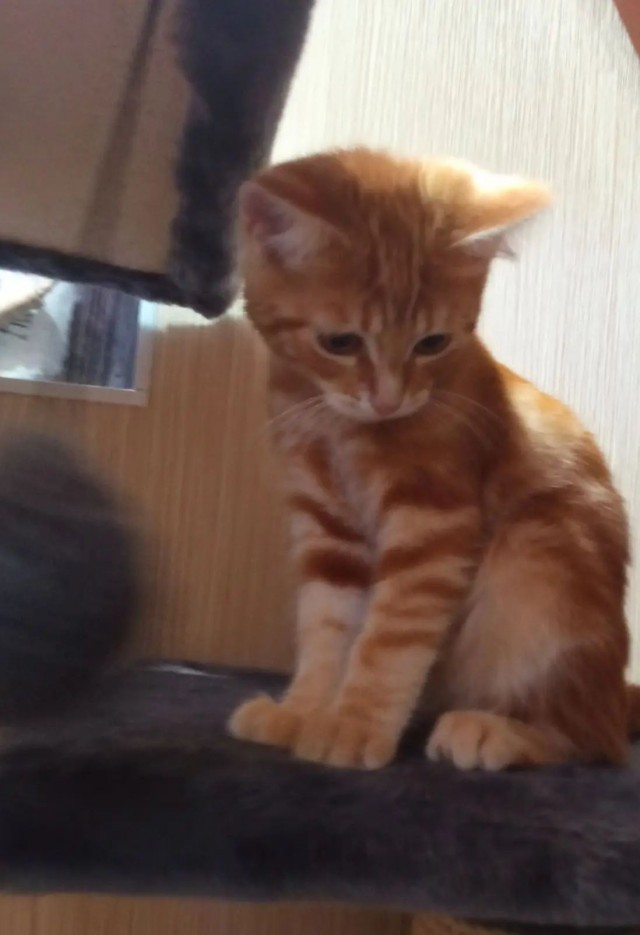 Котовторник же ж