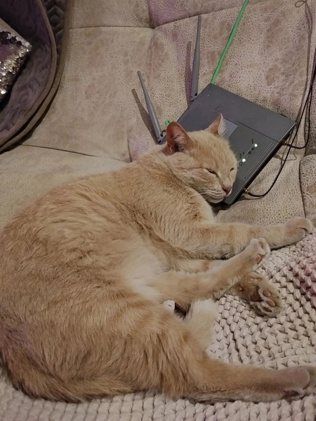 Очередной котовторник