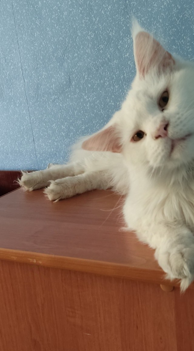 Очередной котовторник