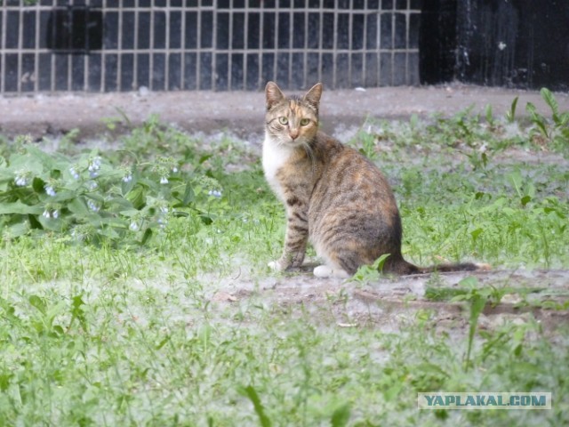 Котовторник   27.08.2013