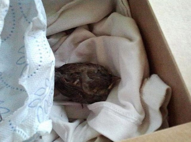 История о птенце воробья и человеческой доброте