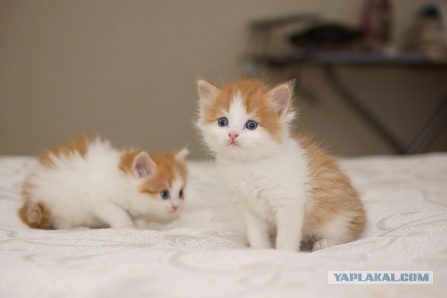 Котовторник 26.11.2013