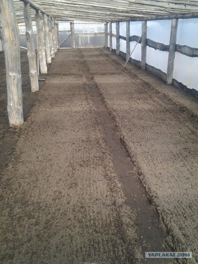 Любителям зелени