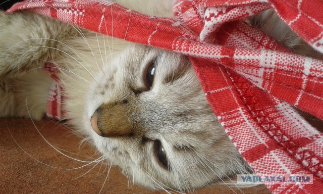 Котовторник   15.04.2014