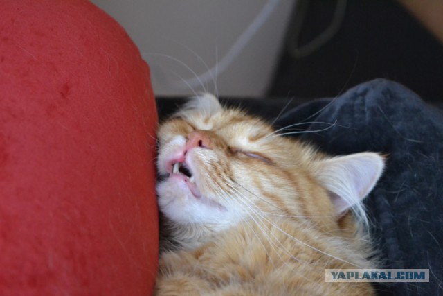 Котовторник 22.07.14