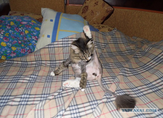 Котовторник 21.10.2014