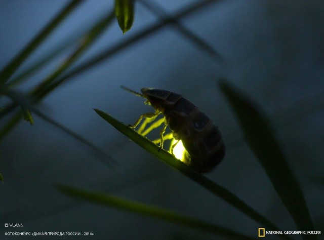 National Geographic,избранное...