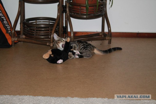 Котовторник 11.11.2014