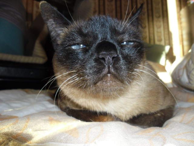 Котовторник 2.12.14