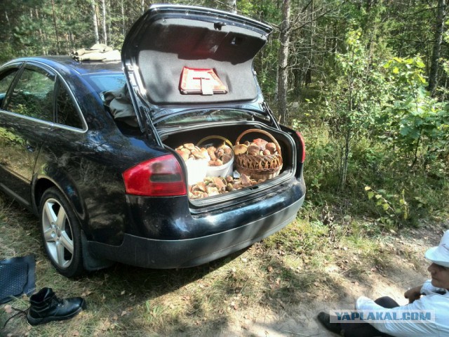 Вспомним лето! Вылазка за грибами.