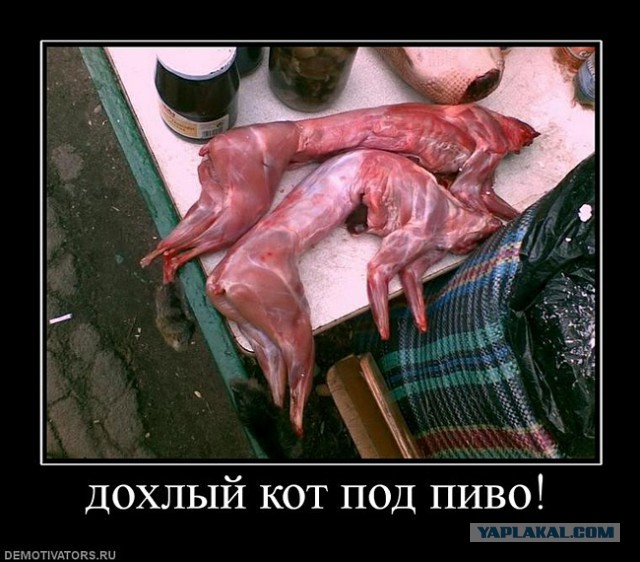 Ну ка отдай мою кроватку, наглая, рыжая морда!
