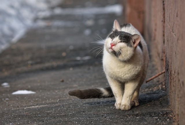 Уличные московские коты в фотографиях