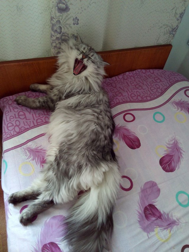 Котовторник 31.03.2015