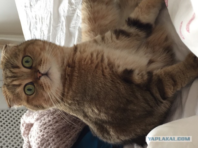 Котовторник 31.03.2015