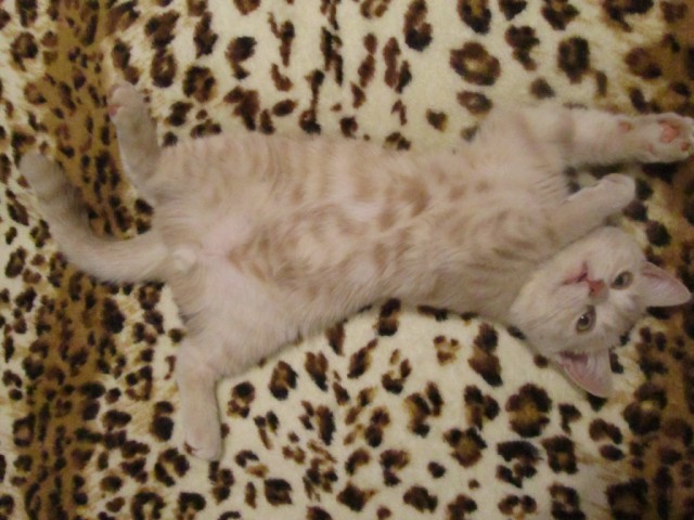 Котовторник