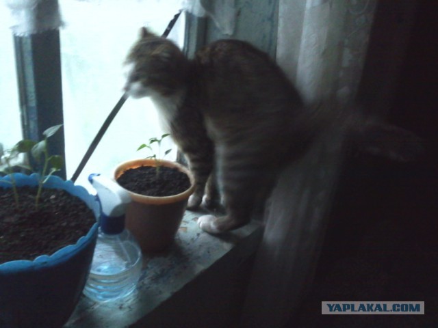 Котовторник   02.06.2015