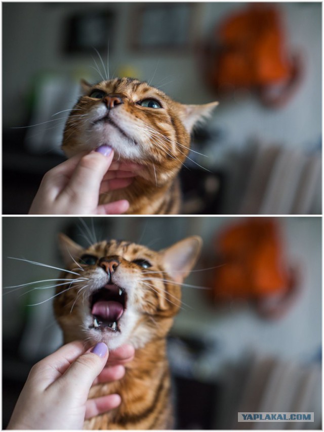 Котовторник