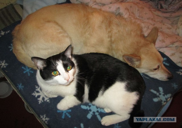 Котовторник
