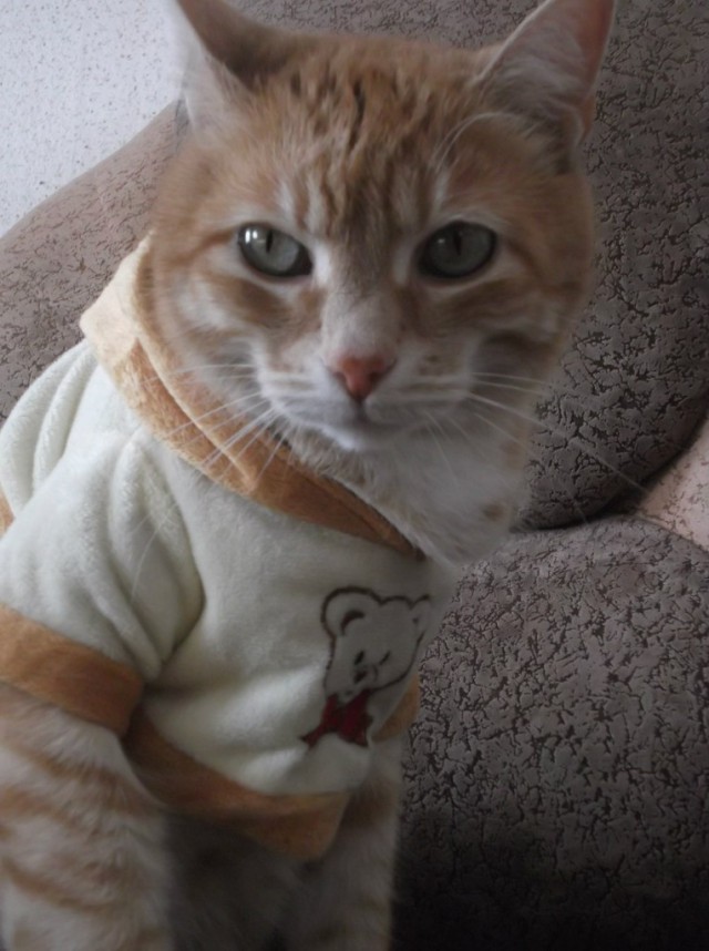 Котовторник 03.11.2015