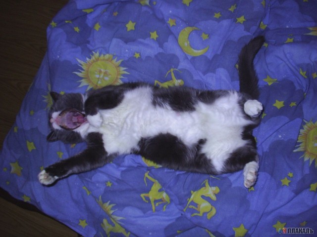 Коты, кошки, котята