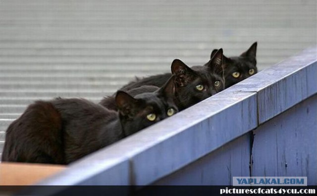 Коты в засаде