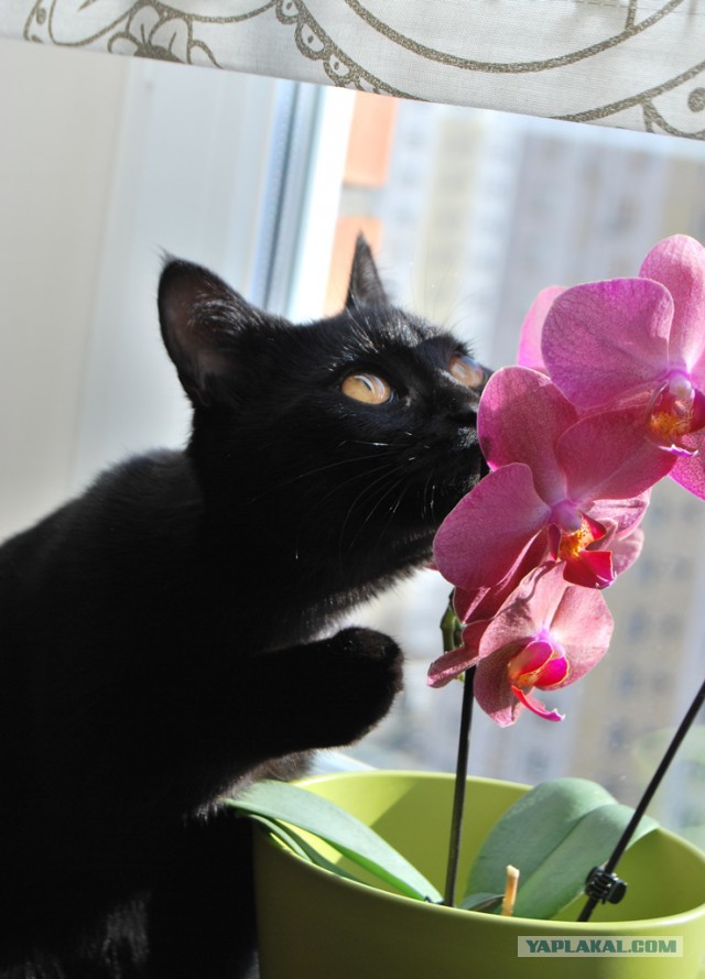 Котовторник 22.03.2016