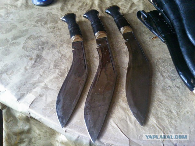 Про моего котика: нежного, злого, вредного