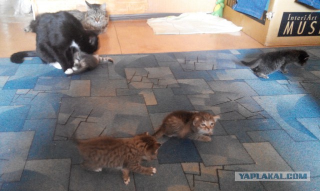 Котовторник 21.06.16