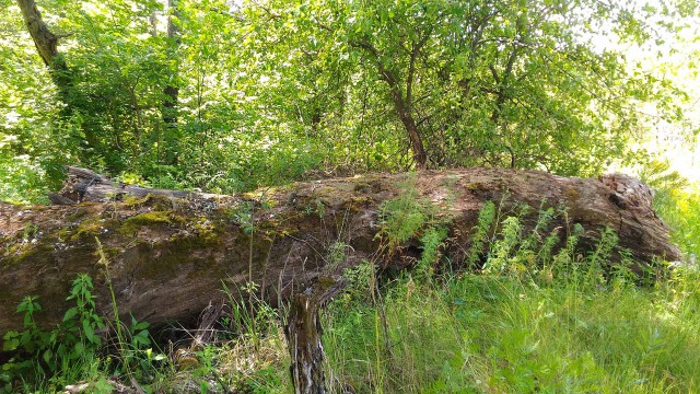 Хроноаномалия (Путешествие на р. Хопёр)