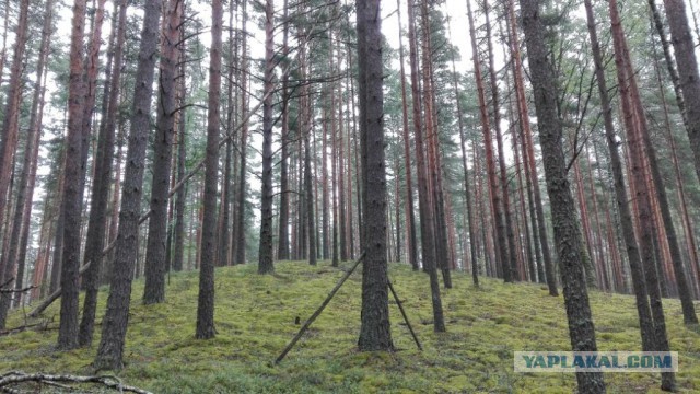 Мох в Исландии настолько глубок, что ходишь по нему, как по подушке