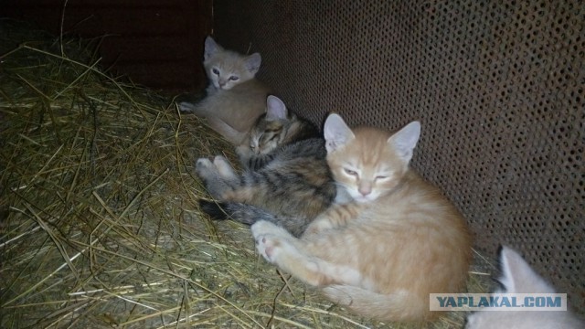Котовторник 13.09.2016