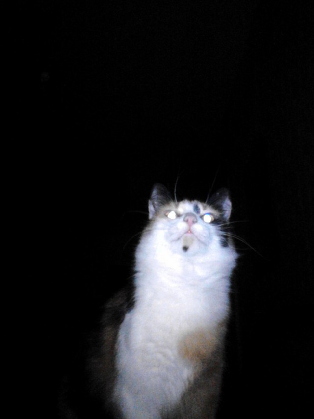 Коты из сети